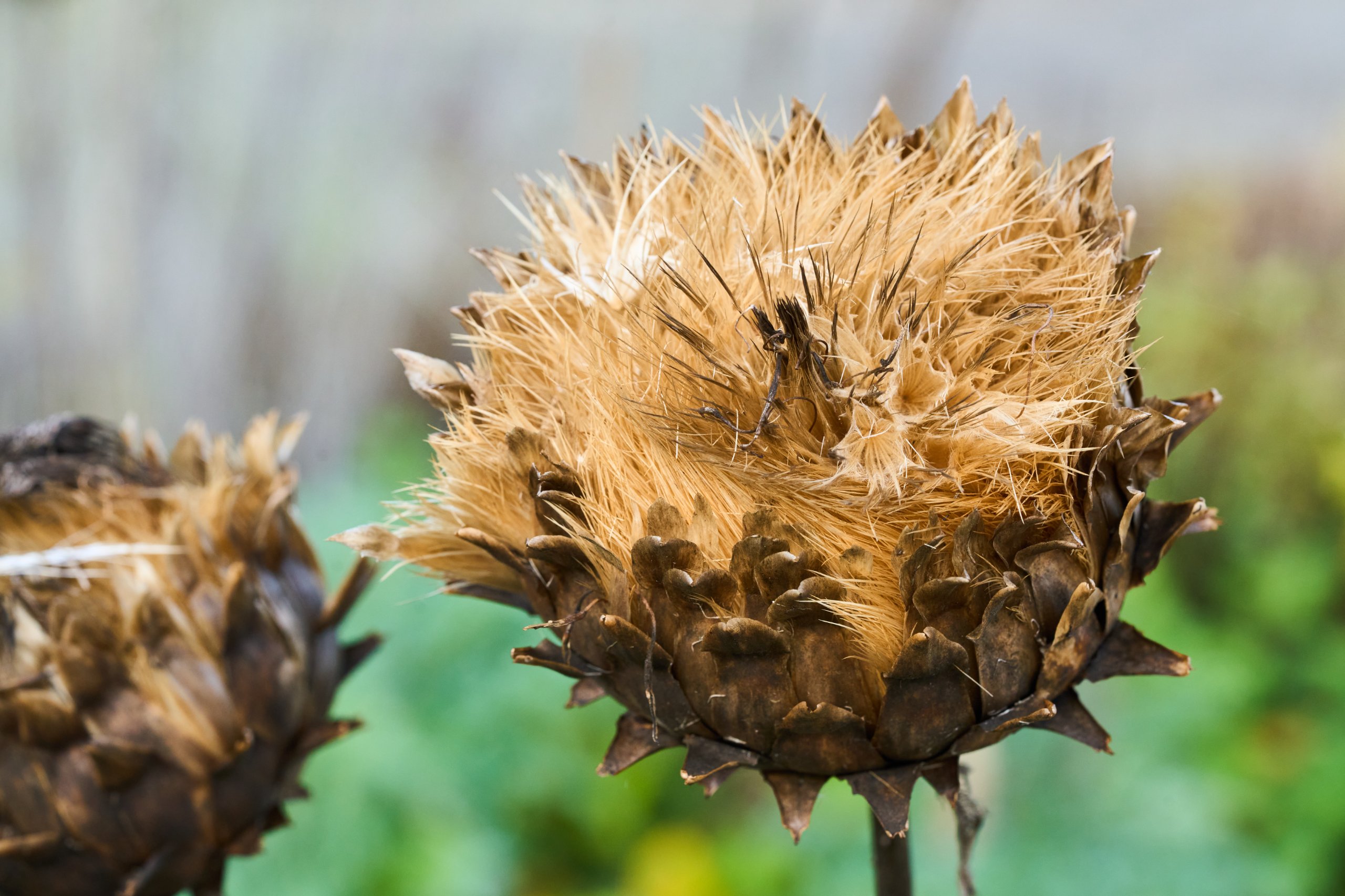 2025 11 02 Gruga 0049